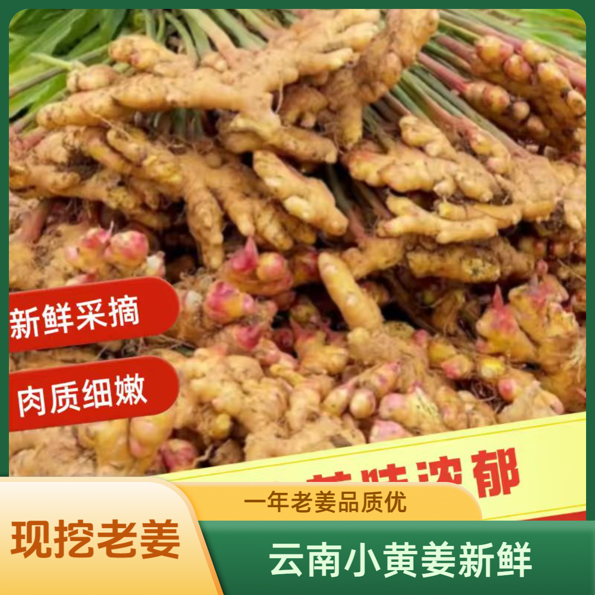 【三农通】3/5/9斤正宗云南小黄姜山地小黄姜生姜新鲜现挖老姜