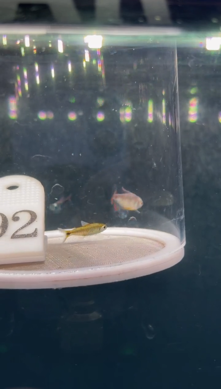 灯科鱼【92】碎金红尾钴蓝