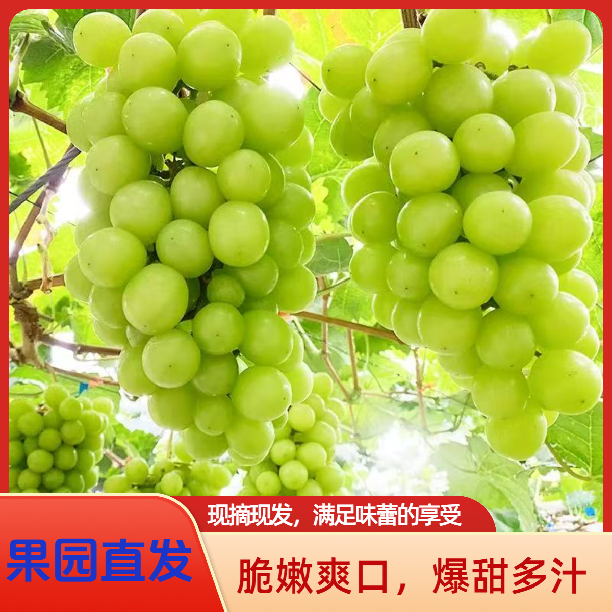 【4斤装带箱】阳光玫瑰葡萄爆甜晴王无籽葡萄清脆香青提新鲜果园发