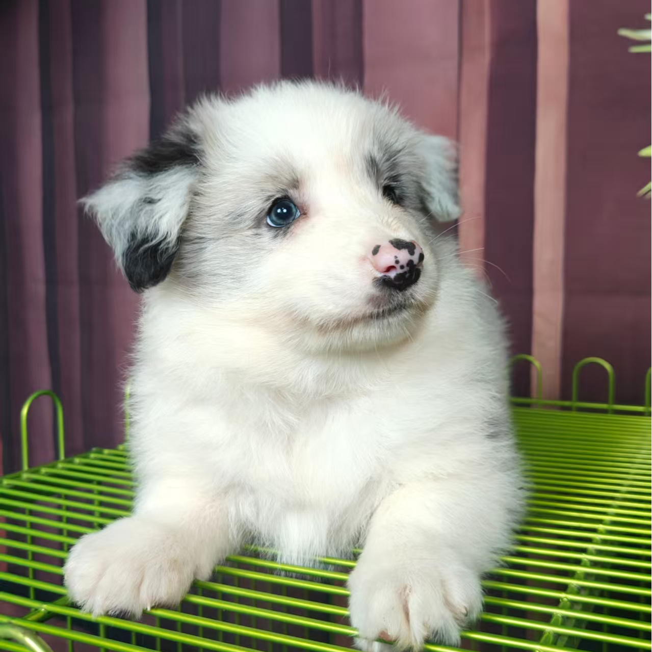 星宠犬业2号边牧萨摩阿拉斯加宠物温顺聪明宠物友好宠物狗狗