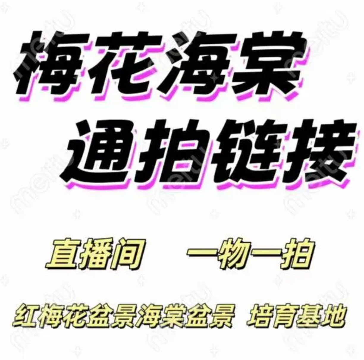 梅花造型老桩耐寒耐热南北方栽种（土球发货，不带盆）