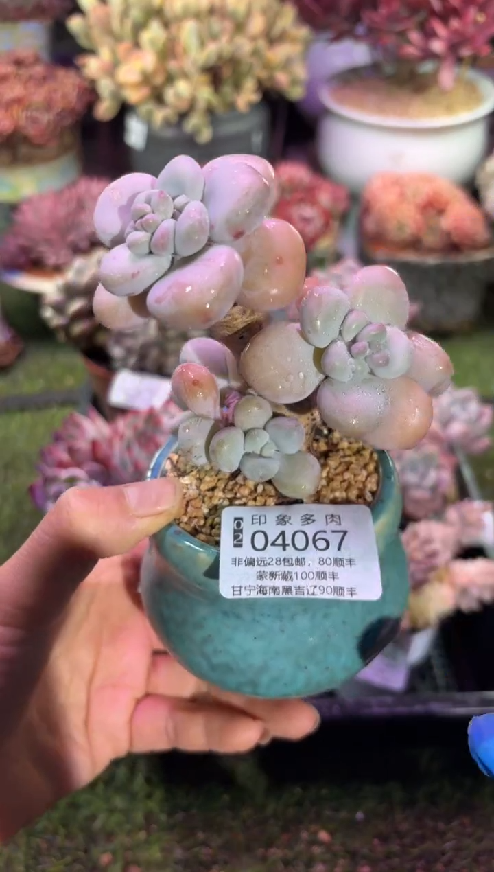 【闪购商品】04067脱土带盆