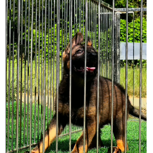 东德牧羊犬 IGP1英博之女 幼犬 母 工作犬 护卫犬 大骨架