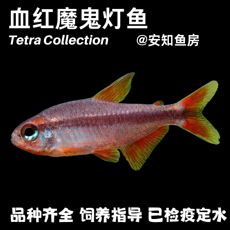 血红魔鬼灯鱼热带观赏鱼灯科鱼淡水观赏鱼