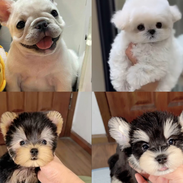 <成都鑫宠犬舍>T狗狗活体