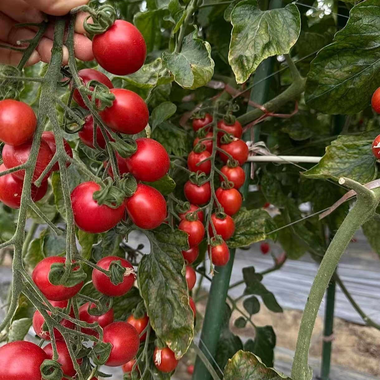 正宗四川攀枝花小千禧小番茄露天新鲜当季水果小千禧自然成熟