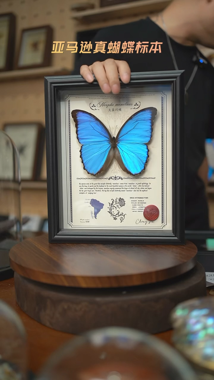 大蓝闪蝶豪华版10寸欧式框