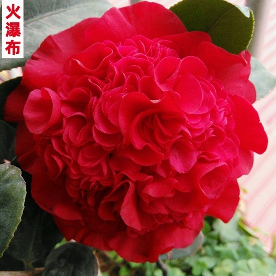 【火瀑布】大花牡丹型红色复色山茶花火瀑布名贵品种茶花绿植盆栽