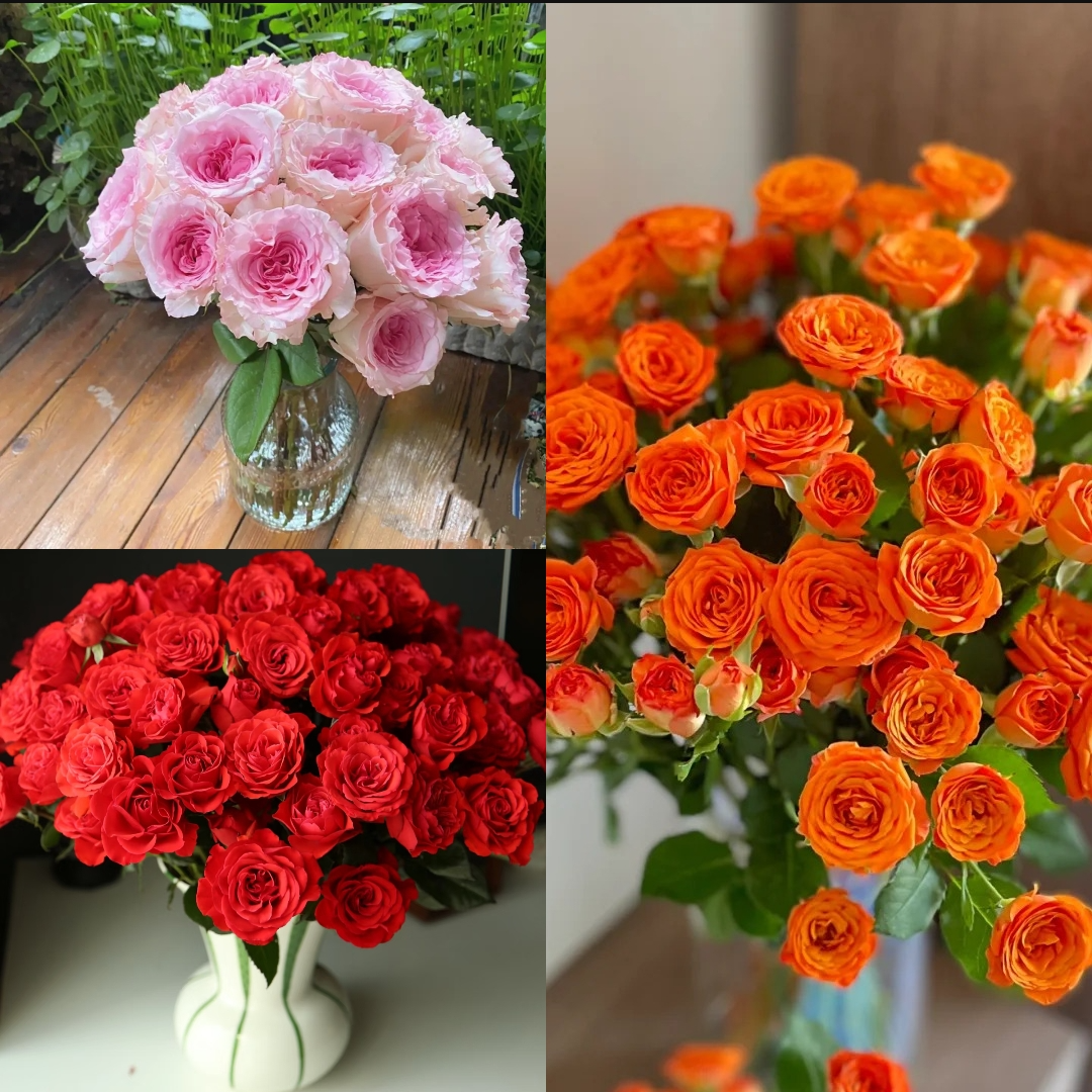 福利组合【洛神5支+橙色芭比5支+霓虹泡泡玫瑰5支】全国地区鲜花专场，两单升级顺丰京东，今天拍明天到。