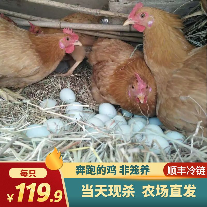 绕山鸡舍正宗2年黄油老母鸡散养土鸡一只 （新鲜现杀肉质鲜美）