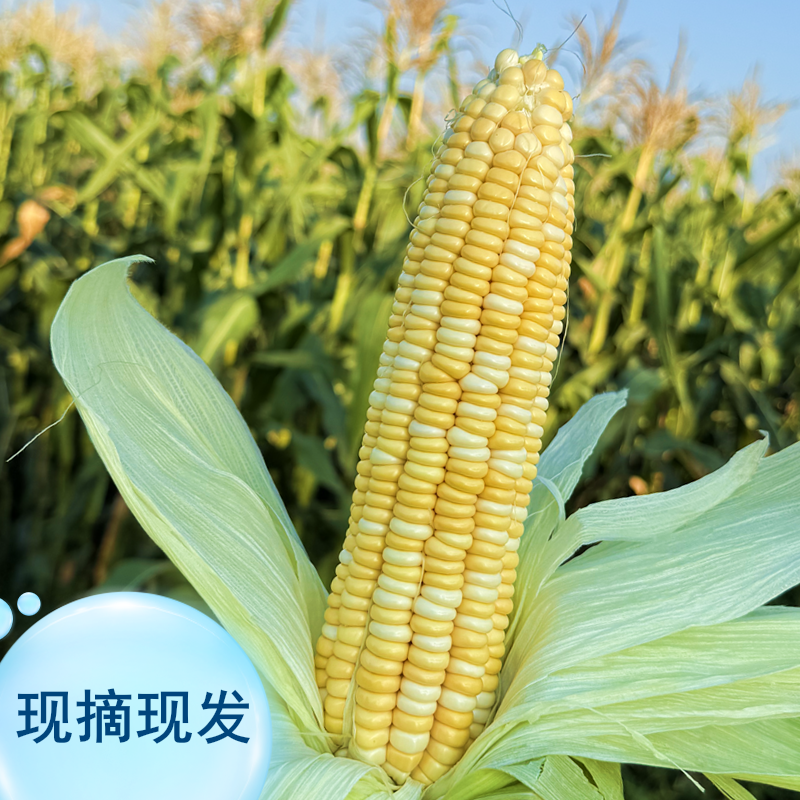 现摘金银双色水果玉米新鲜甜脆可生吃口感香甜（为保新鲜带壳发货）