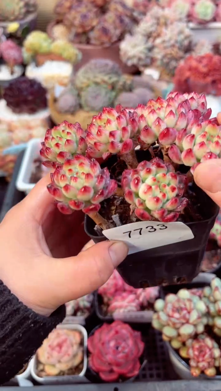 【闪购商品】7733蓝苹果多肉