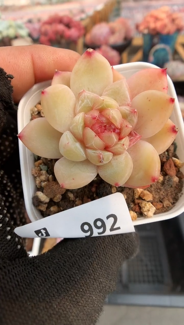 【闪购商品】992钻石珍妮一物一拍