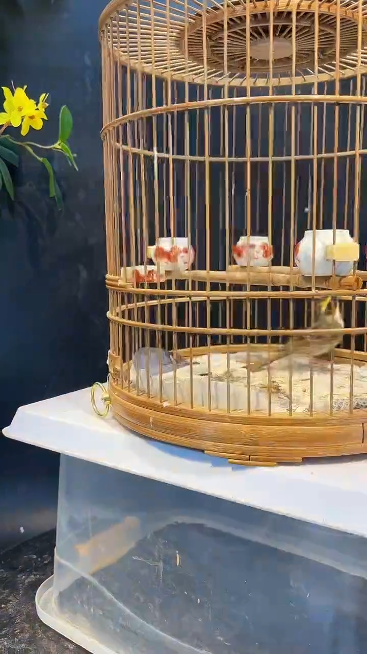 54号  虎头凤养笼  0元起拍