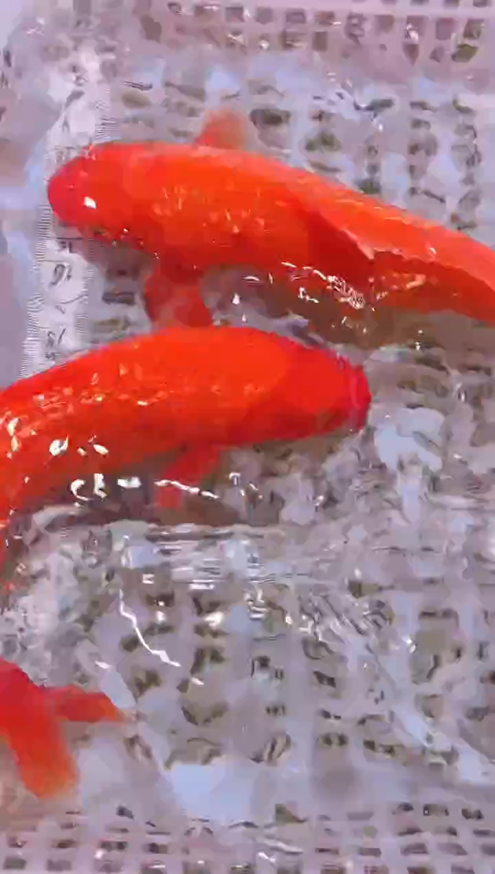 锦鲤冷水观赏鱼全场包邮115