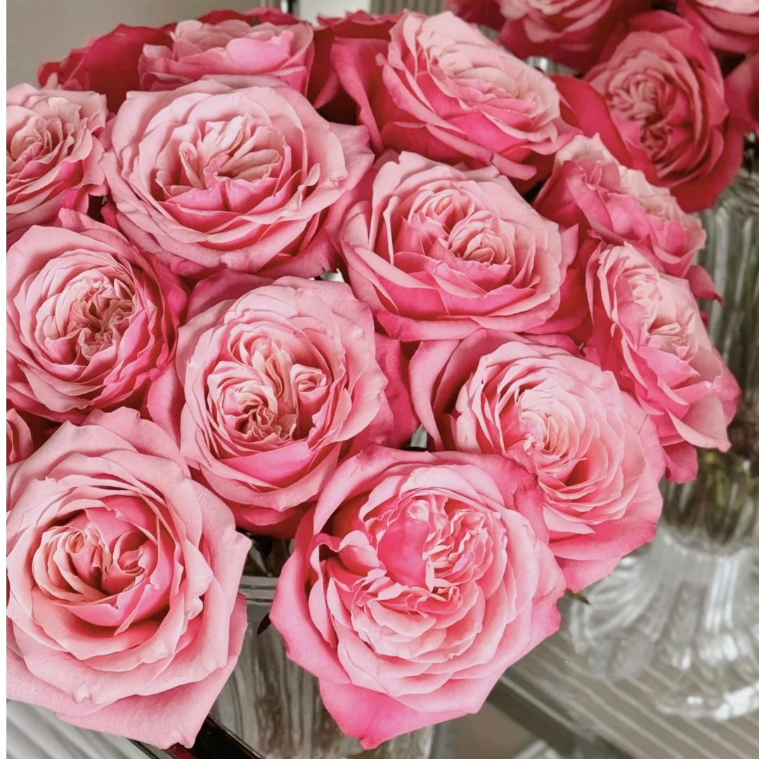 【花之物语】闺蜜玫瑰云南基地直发高档鲜切花 包邮