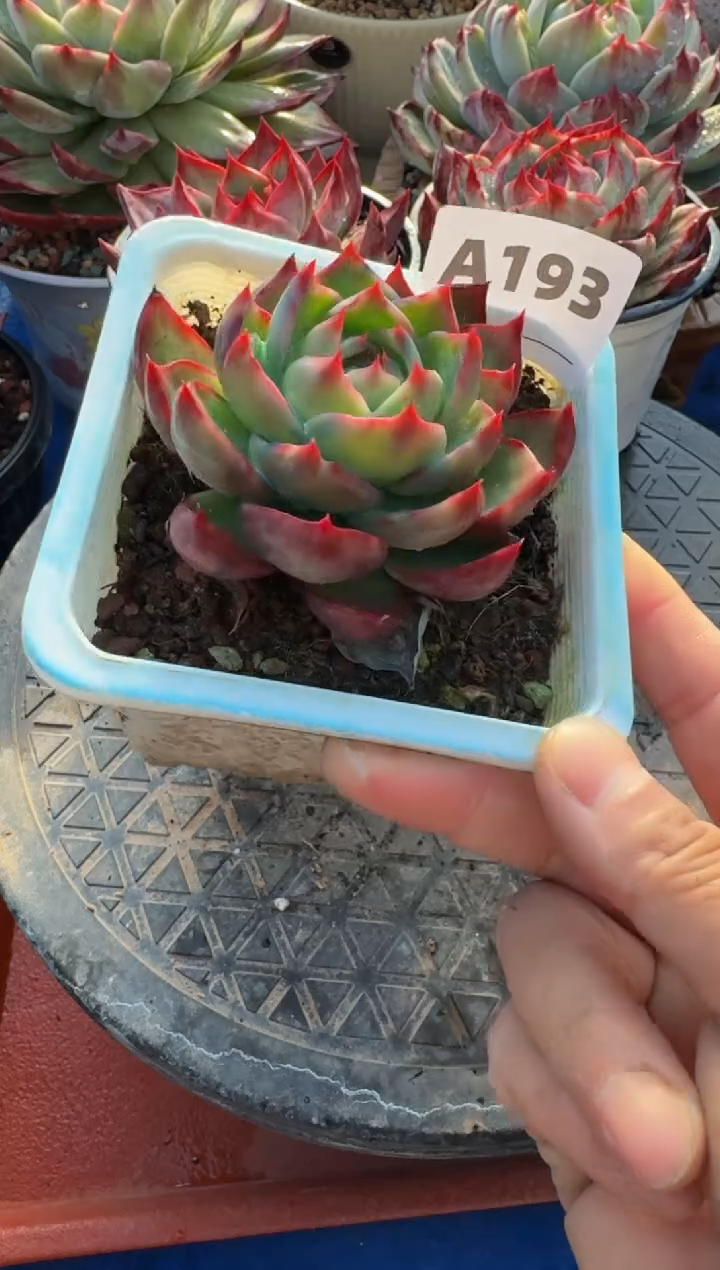 【闪购商品】A193惊鸿仙子（裸根发货）