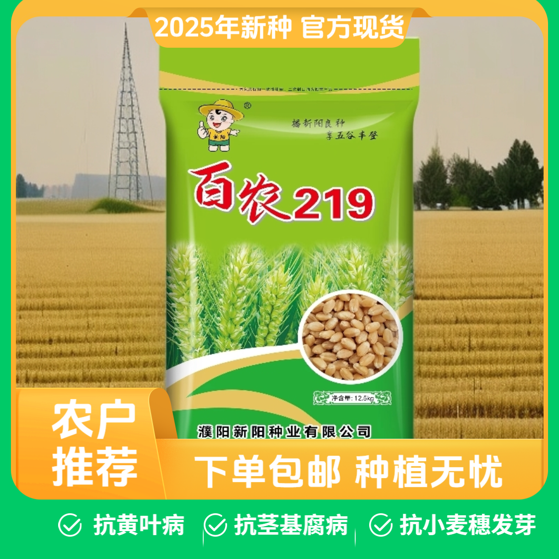 【豫皖苏陕百农219】四省五年推广适应性广产量高抗病性好抗倒性强