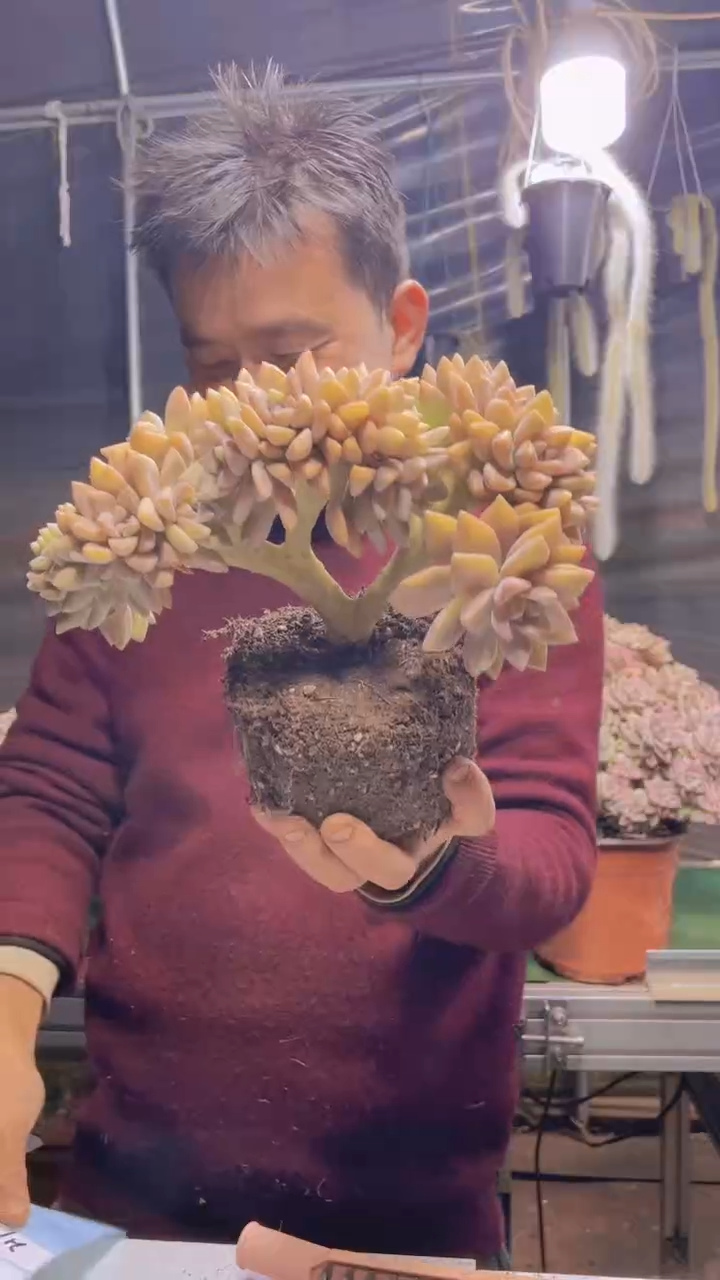 217淡雪缀化一物一拍