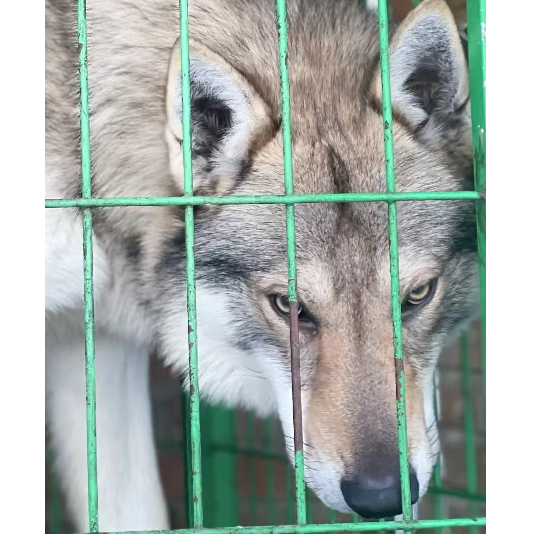 {王好看}T狗狗活体