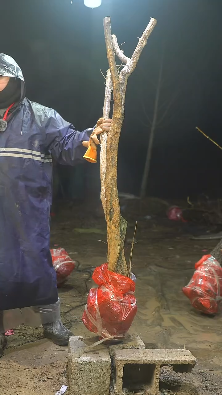 完全开放石榴1110