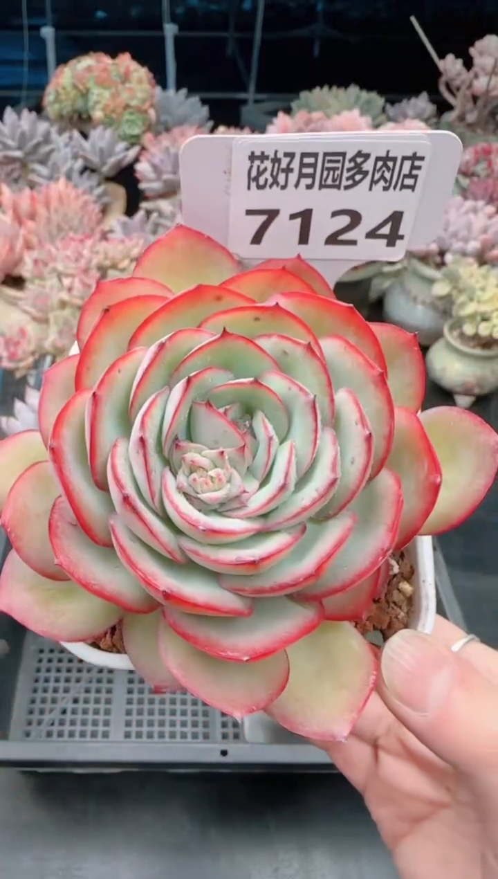 【闪购商品】7124牡丹亭