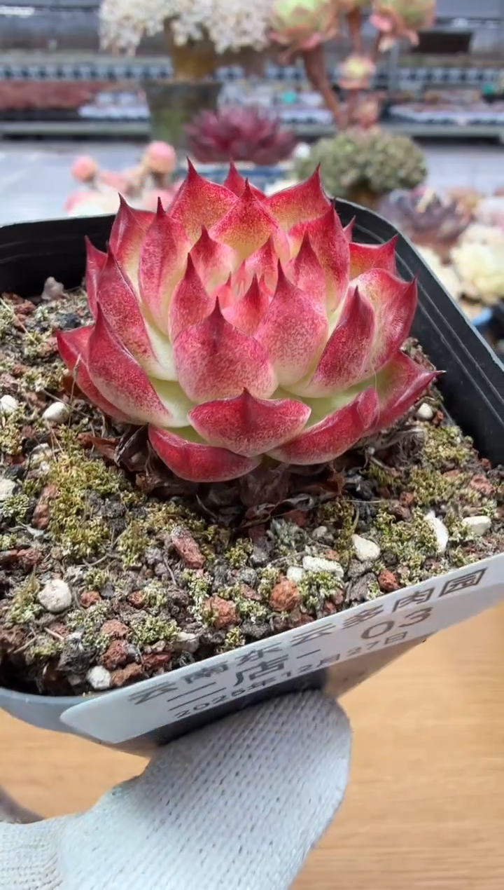 东云多肉园二店-03