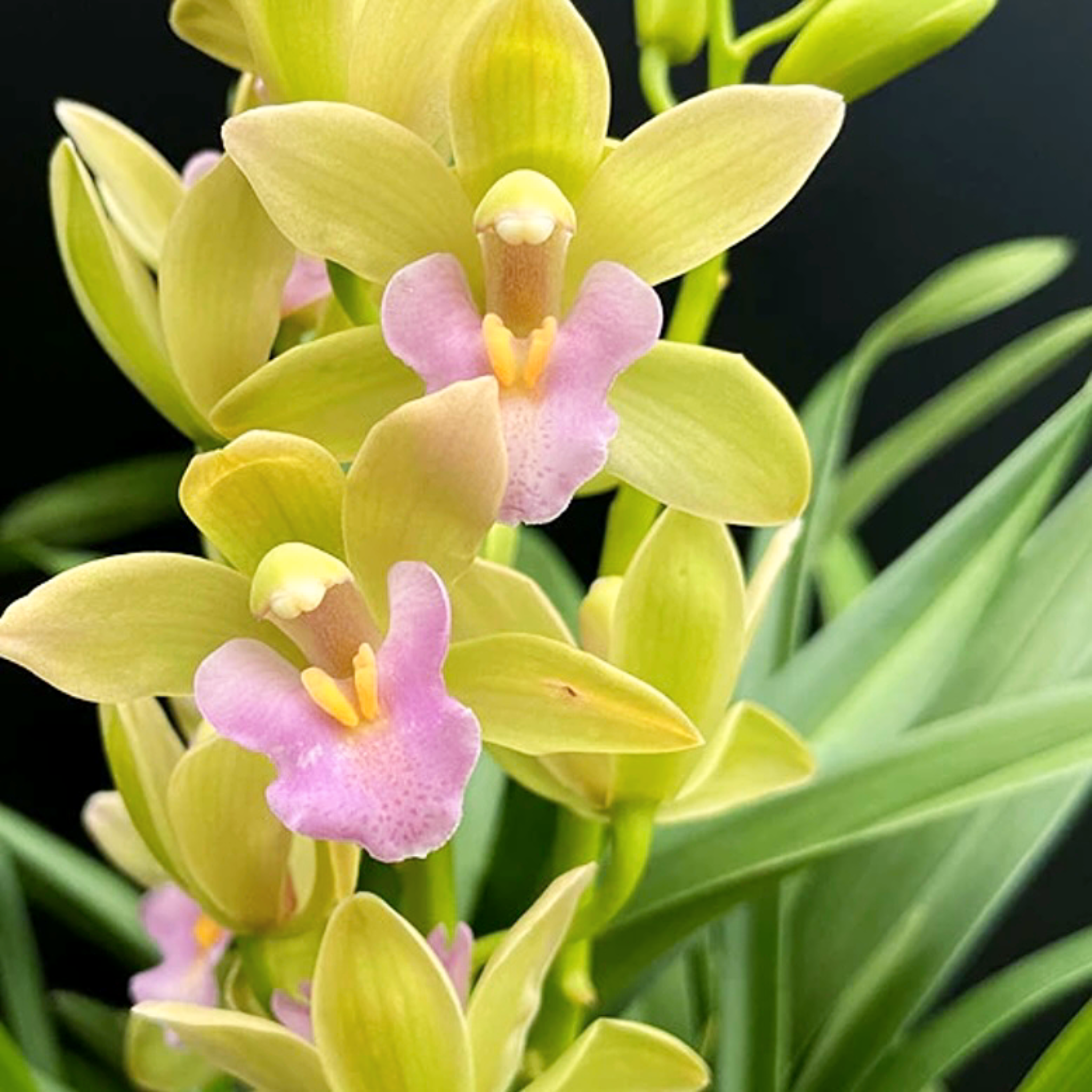 兰花【香水香兰8苗起大爆盆】浓香型绿植室内外阳台四季开花好养