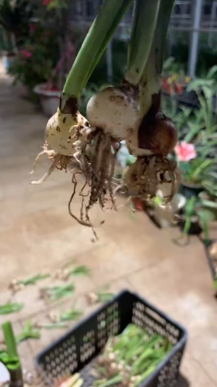 当前无花栽培后可以开花干邑橙酒2cm+裸根（3）