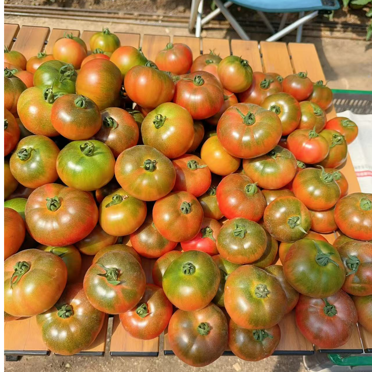 东北吉林四平特产草莓柿子新鲜水果西红柿3斤5斤顺丰包邮