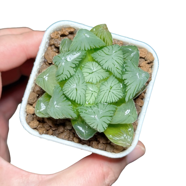 【大叶翠玉露】十二卷新手好养多肉植物根系带土原盆栽培种植拍下