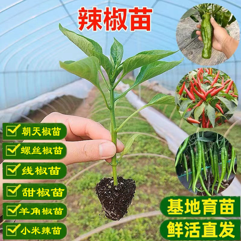 【基地直发】四季辣椒苗带土微辣特辣朝天椒螺丝椒地栽盆栽