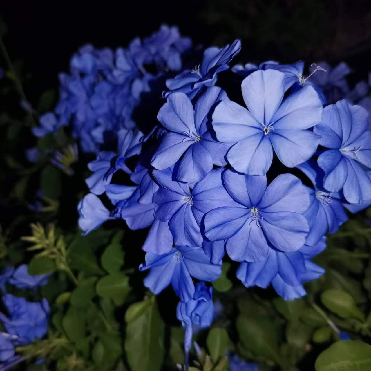 【阿星的花园】蓝雪花耐热治愈阳台露台绿植庭院开花机器花卉室内