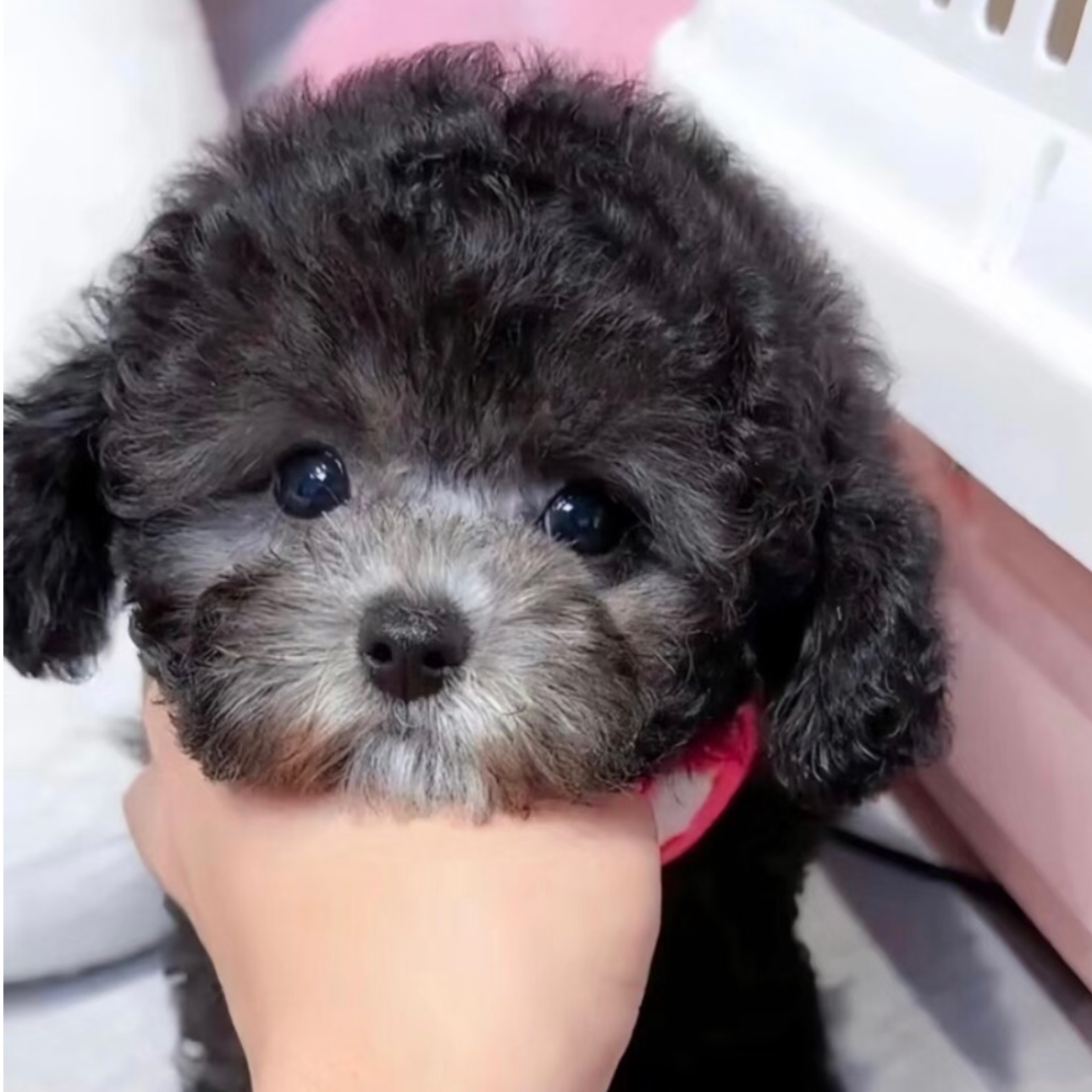 灰色泰迪比熊活体幼犬家庭宠物狗