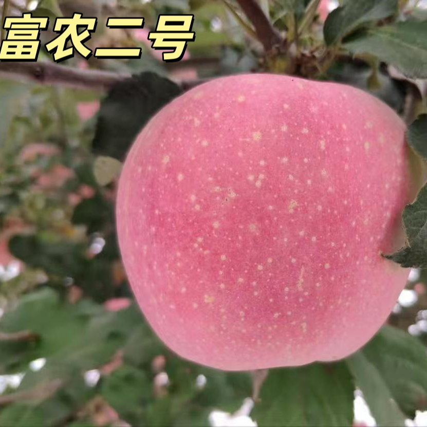 富农二号苹果树苗嫁接脱毒抗寒耐旱基地直发庭院地栽盆栽苹果树苗