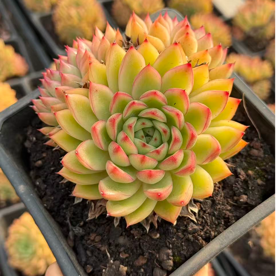 13#金色麦田三头起多肉植物     前男友精品多肉 SM1140