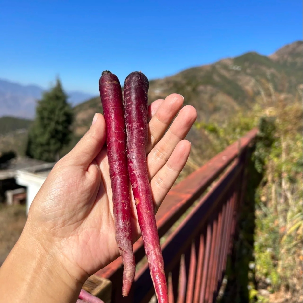 云南大理特产郑重紫玉胡萝卜新鲜紫色即食水果萝卜脆甜爽含花青素