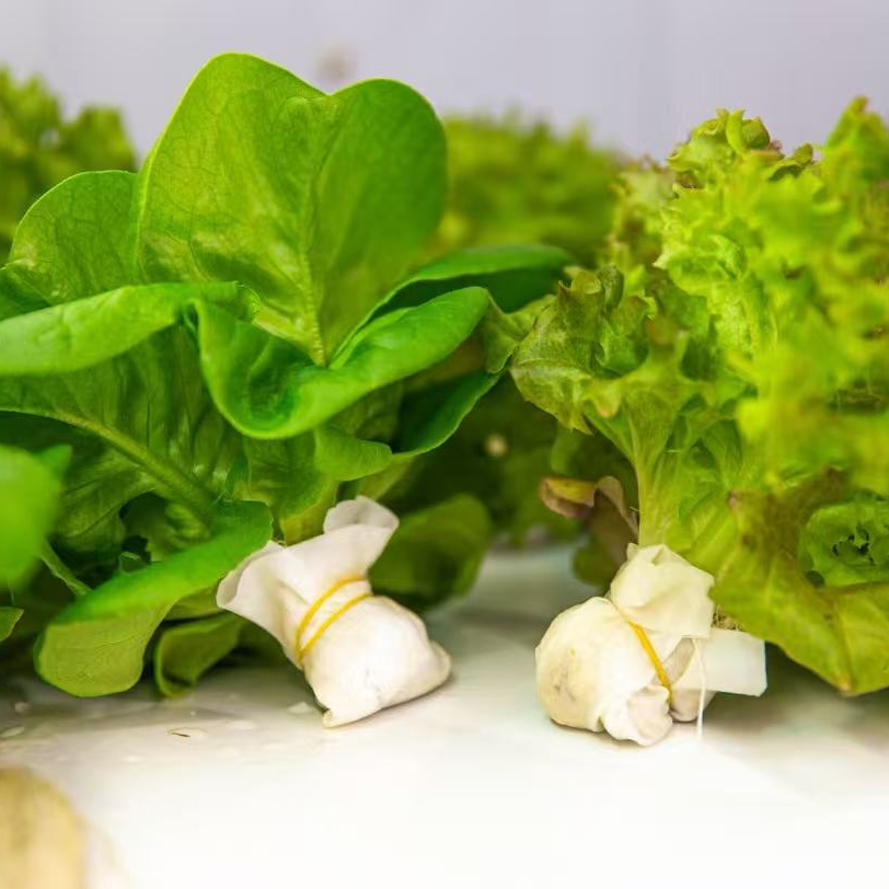 平谷活体蔬菜新鲜