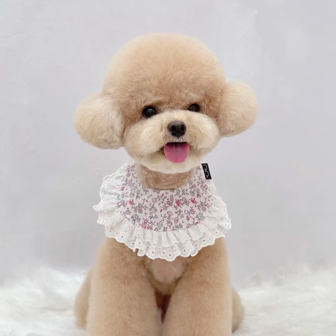 乔贝专属链接  泰迪熊 灰泰迪红泰迪 花泰迪 比熊 小体泰迪马尔泰