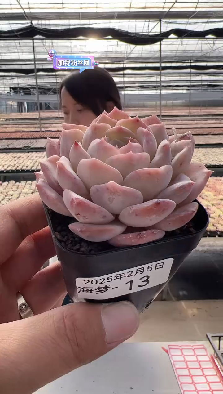 【闪购商品】海梦-13