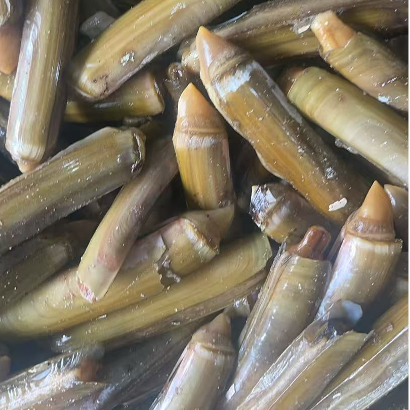 本海大蛏子3斤【保鲜不保活】（部分有沙，运输中有碎壳）