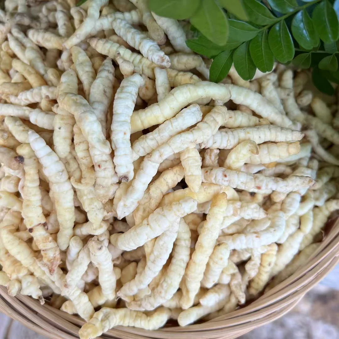 赐焕高山精选珍藏【白虫草】云南山货 300g/罐 孝敬长辈