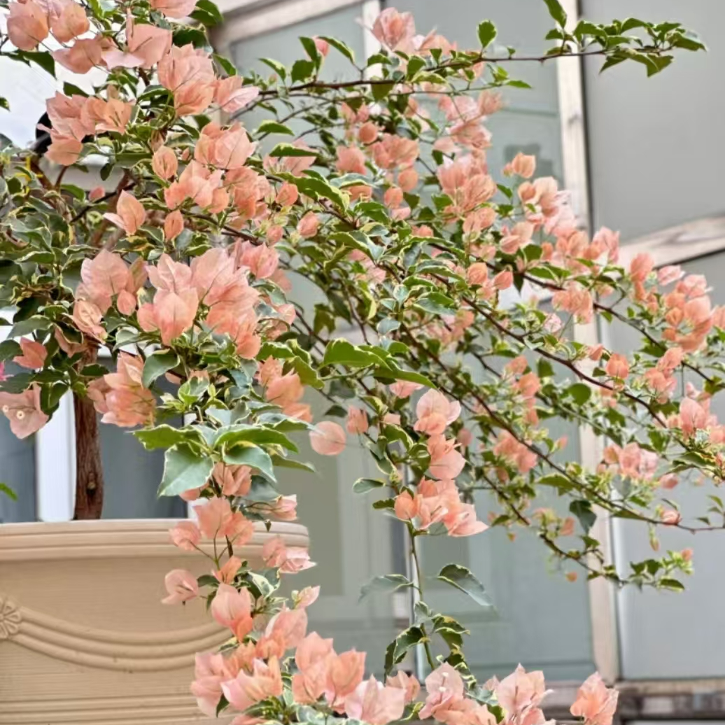 【马斯佩拉克】品种袋苗三角梅四季勤花爬藤