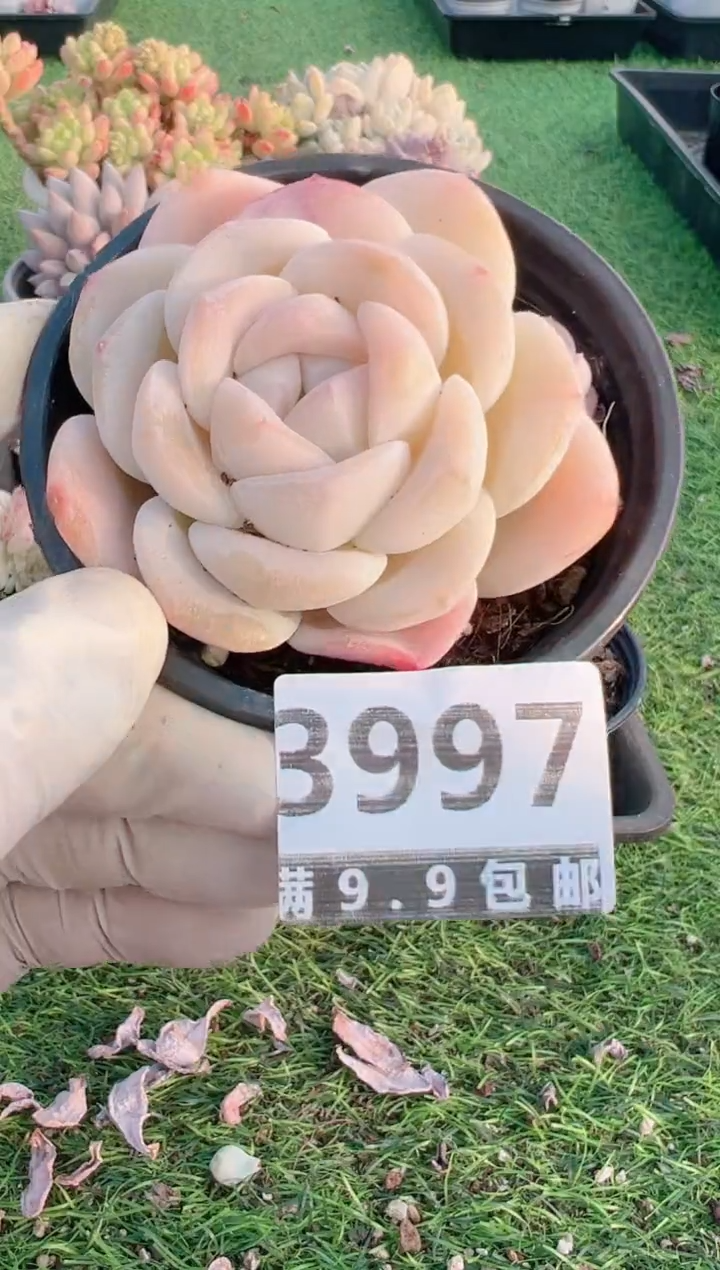 【闪购商品】信福多肉一物一拍