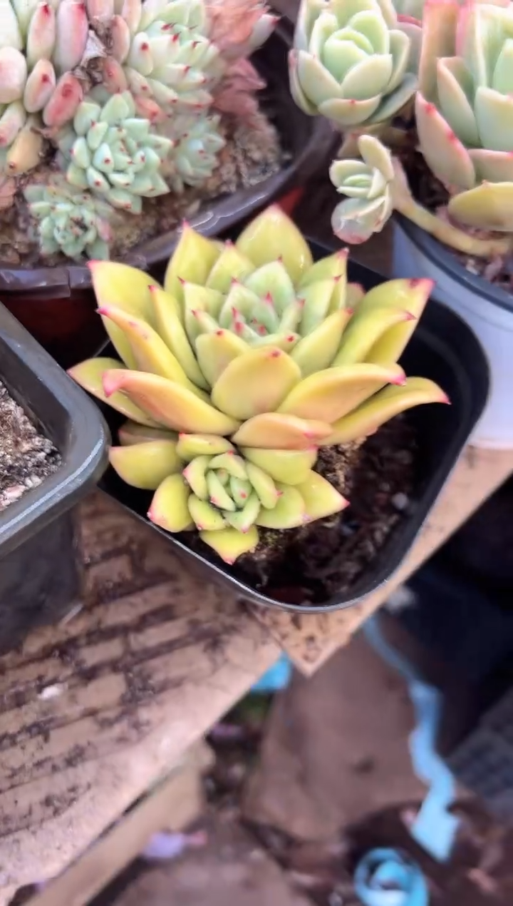 加**物多肉植物一物一拍10343