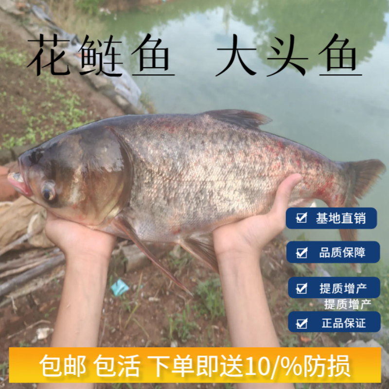 花鲢鱼大头鱼鳙鱼食用雄鱼宠物活体包活水族胖头鱼观赏鱼批发包邮