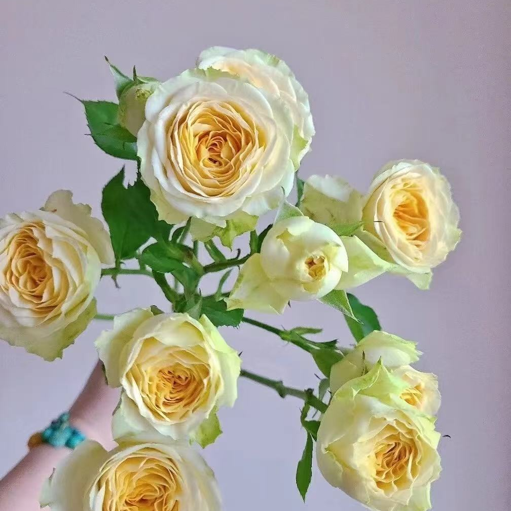 [牛牛甄选]AA级牛油果多头玫瑰 一单包邮 云南昆明基地现采现发