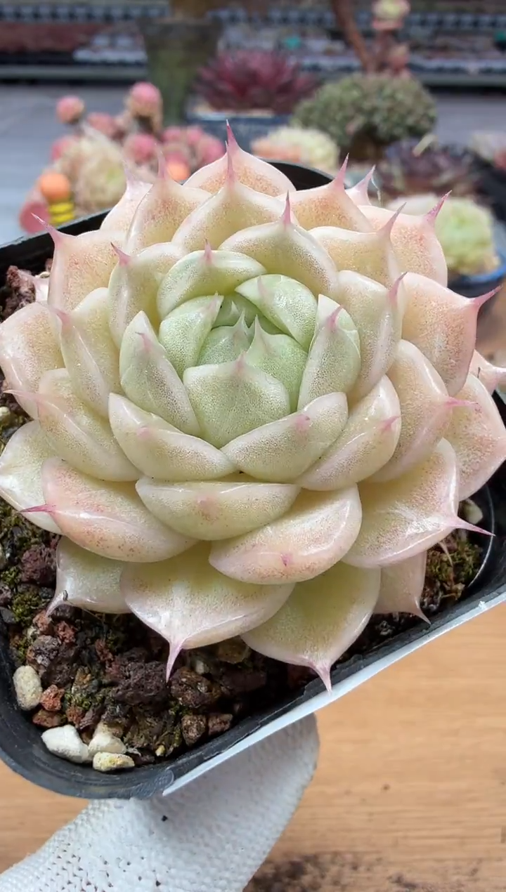 东云多肉园二店-267