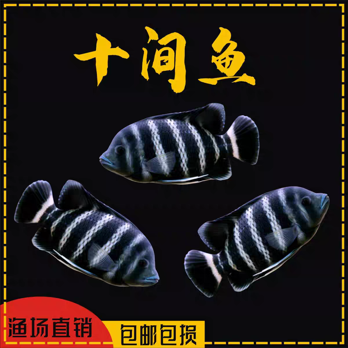 十间鱼活体大型热带观赏鱼三湖慈鲷龙鱼配鱼好养耐活条纹黑白