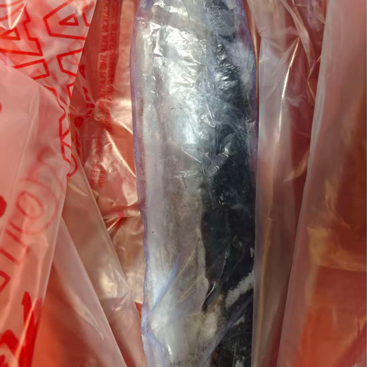 【水不同】鲅鱼一条